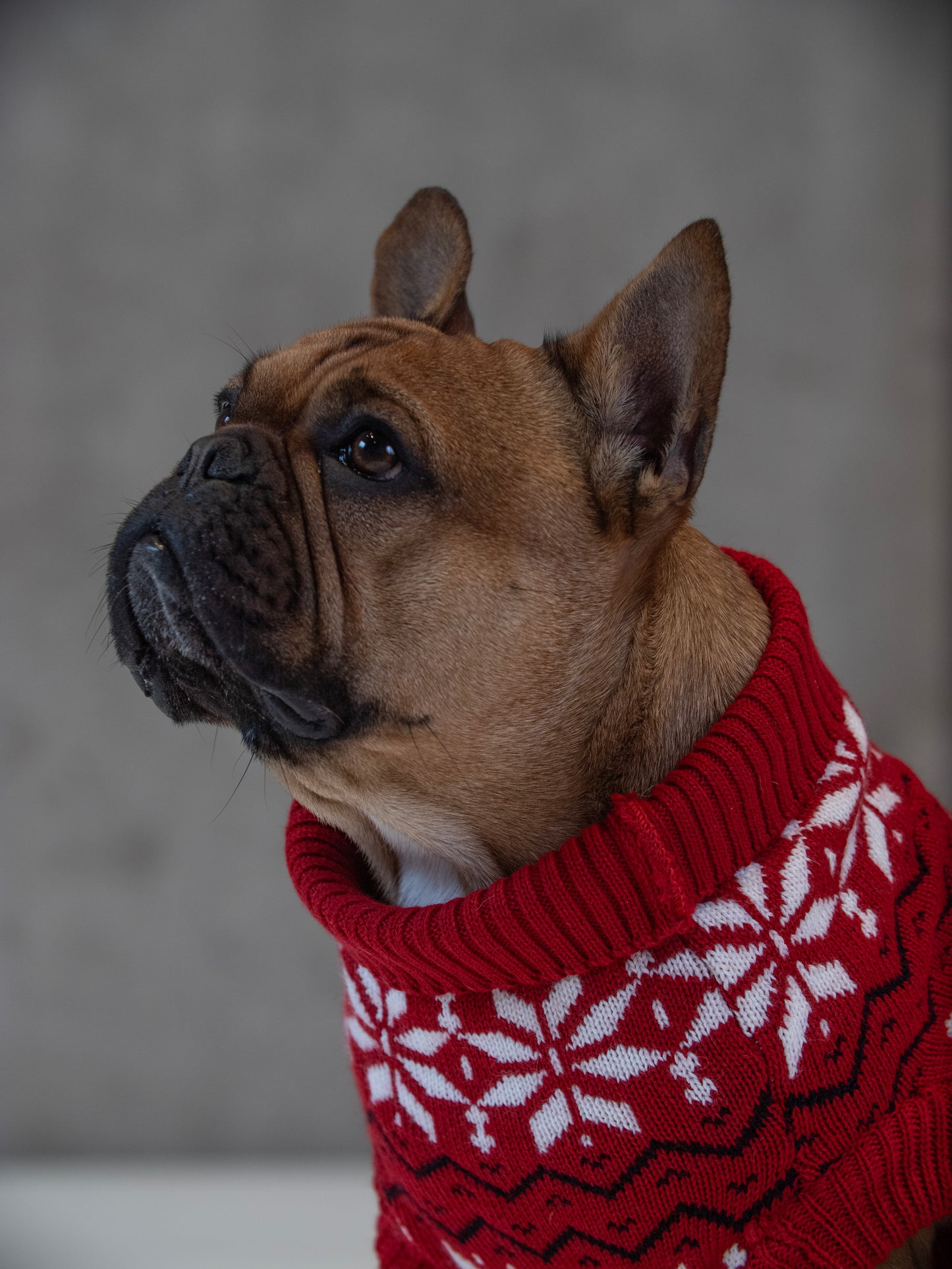 Maglione Balto CHRISTMAS EDITION
