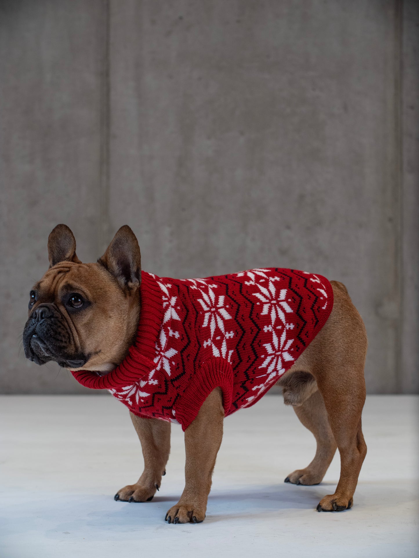 Maglione Balto CHRISTMAS EDITION